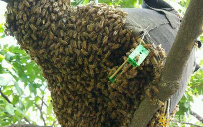 捣毁王台:怎么防止蜜蜂自然分蜂？人工分蜂的最佳方法(图3)