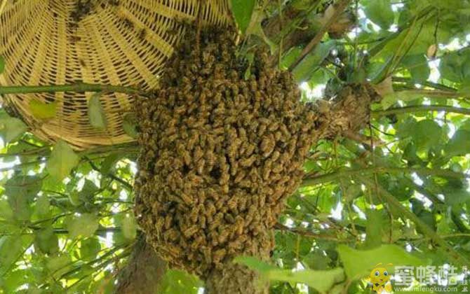捣毁王台:怎么防止蜜蜂自然分蜂？人工分蜂的最佳方法(图2)