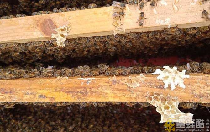 新手养蜂知识：怎么养蜂蜜蜂才不会飞走？(图1)