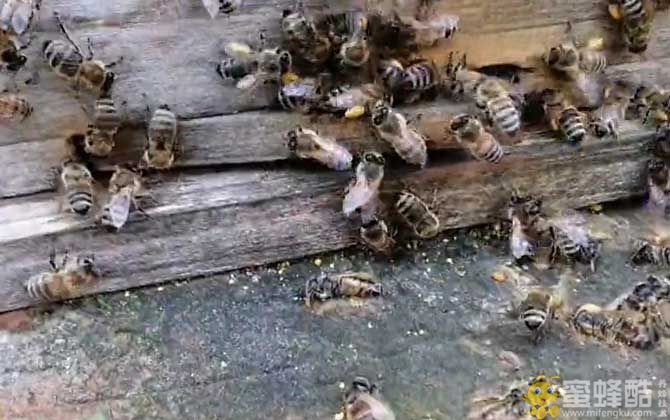 新手养蜂知识：怎么养蜂蜜蜂才不会飞走？(图2)