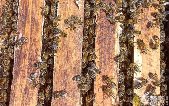 新手养蜂知识：怎么养蜂蜜蜂才不会飞走？(图3)