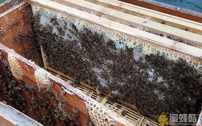 新手养蜂知识：怎么养蜂蜜蜂才不会飞走？(图4)