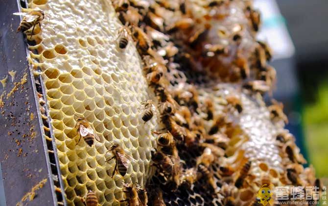 新手养蜂入门技术  新手养蜂要先学什么技术？