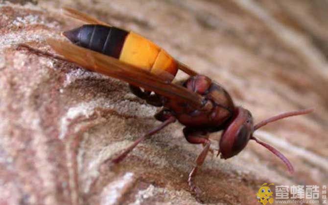 代表蜂种：牛角蜂毒性大吗？被牛角蜂蛰了能自愈吗