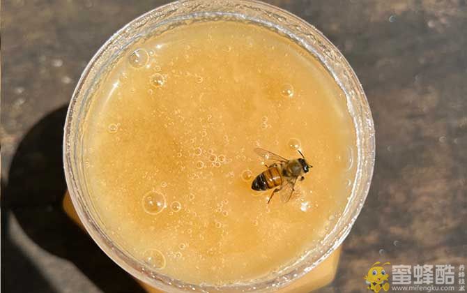 五倍子蜂蜜真假鉴别   五倍子蜂蜜价格多少钱一斤？