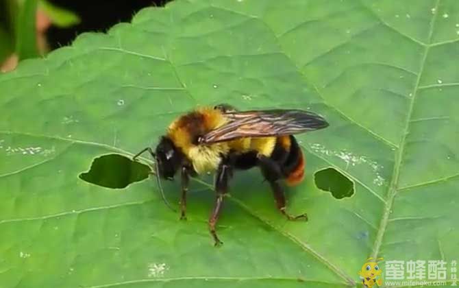 竹蜂图片：竹蜂的毒性有多大？(图2)