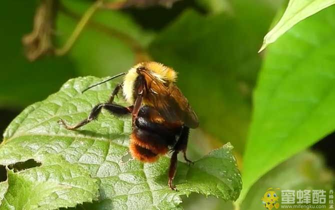中华木蜂是什么蜂？分布范围和生活习性