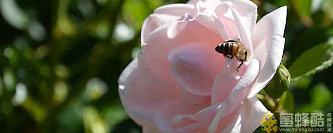 无刺蜂/熊蜂/蜜蜂科昆虫有哪些？