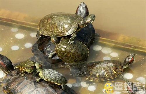 养乌龟的正确方法：养乌龟的水用什么好呢?(图1)