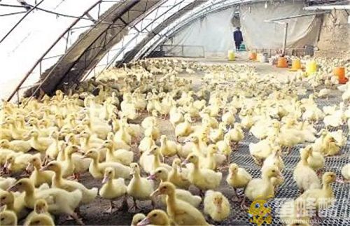 塑料大棚肉鸭的养殖技术和管理