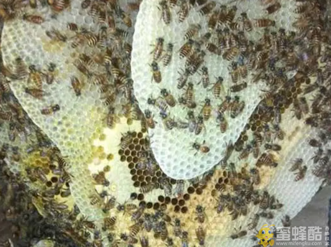 小排蜂养殖方法和注意事项有哪些？(图1)