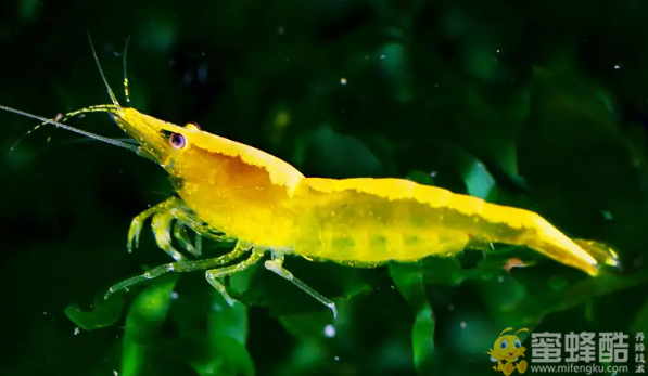 黄金虾养殖方法和注意事项有哪些？