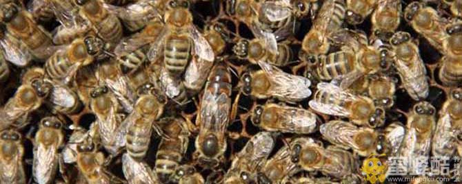 黑蜂子图片：黑色蜜蜂是什么品种蜜蜂？(图1)