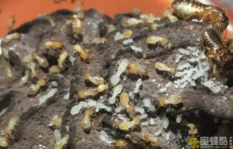 白蚁能人工培养吗？白蚁的养殖方法和注意事项(图1)