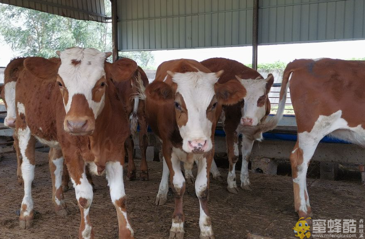农村十大暴利养殖：肉牛的养殖技术及饲养管理