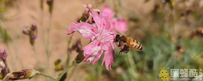 小学生关于蜜蜂的知识有哪些？