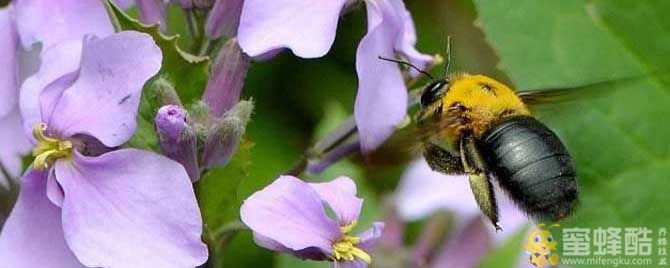 6种黑色的蜜蜂有毒吗？