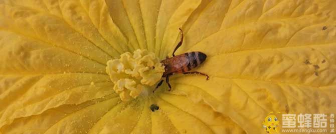 蜜蜂的种类带名字及图片有哪些？