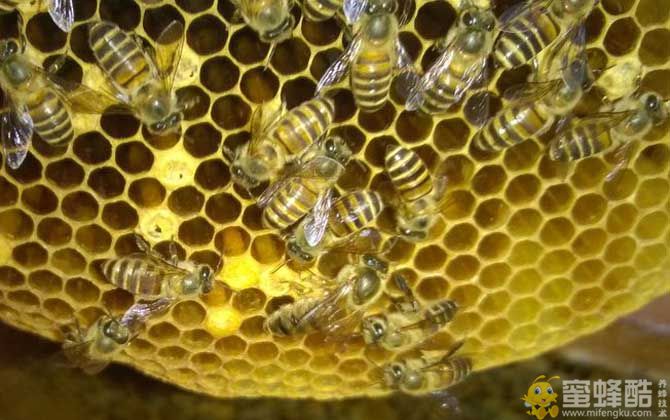 养蜂业属于农业吗？养蜂需要具备什么条件？