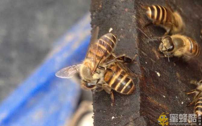 中蜂/意蜂：养20箱蜜蜂利润有多少？
