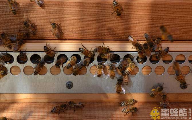 养蜂行业前景如何？养蜂行业为什么不被看好？