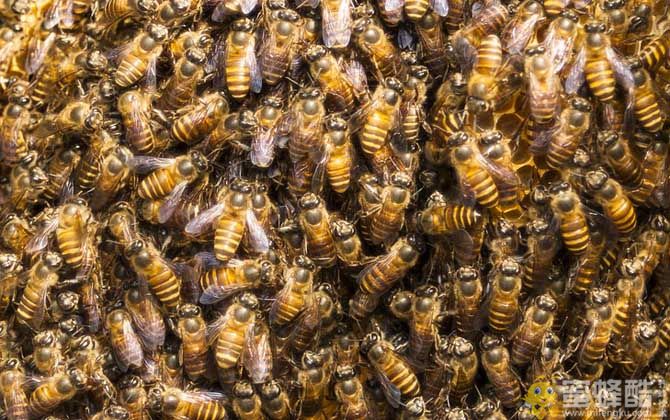 养蜂行业前景如何？养蜂行业为什么不被看好？(图4)