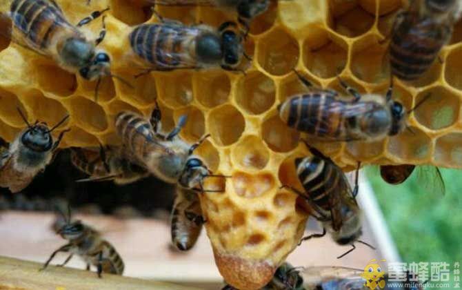 养100箱中蜂一年收入？蜜蜂养殖成本和利润(图1)