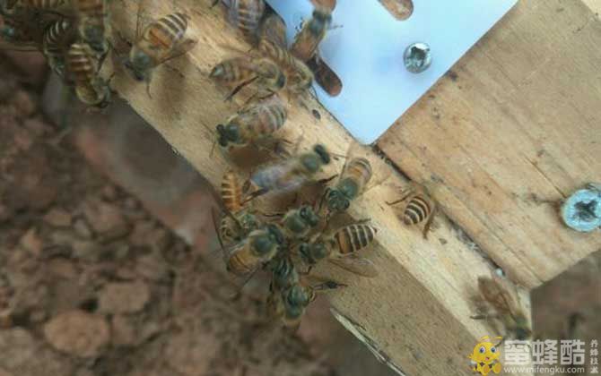 农村土蜜蜂多少钱一箱？农村土蜂养殖方法