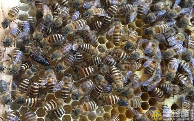 农村土蜜蜂多少钱一箱？农村土蜂养殖方法(图2)