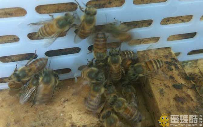 农村土蜜蜂多少钱一箱？农村土蜂养殖方法(图3)