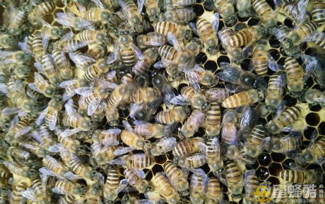 农村土蜜蜂多少钱一箱？农村土蜂养殖方法(图4)