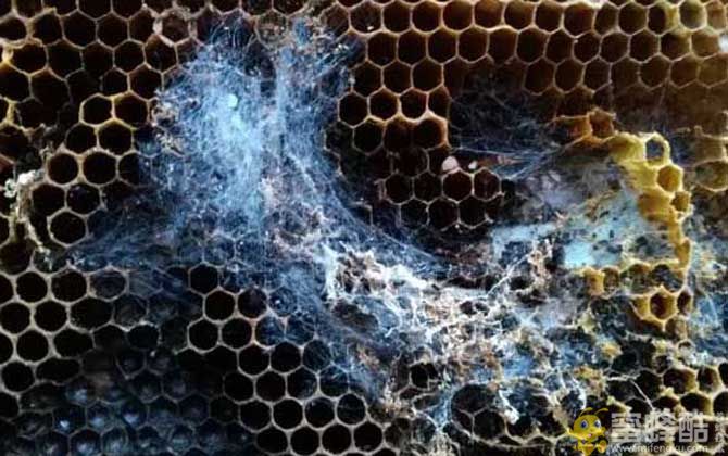 蜂箱里有巢虫怎么处理?蜂箱内棉虫如何彻底杀灭(图1)