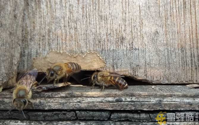 最牛诱蜂技巧和方法，了解蜜蜂的习性最关键，否则蜂箱烂了都诱不到！(图1)