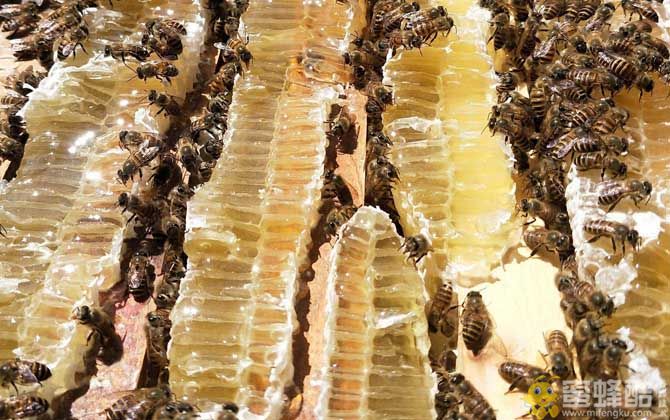 中国最有名的蜂蜜是什么蜜？真假鉴别(图1)