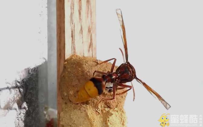 细腰蜂在家里筑巢预示着什么？马蜂生活在哪个地方