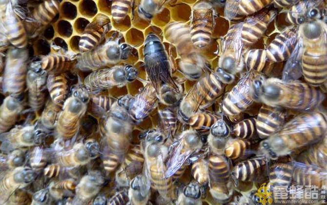 四川养蜂最好的蜂种阿坝杂交中蜂的优点和缺点  