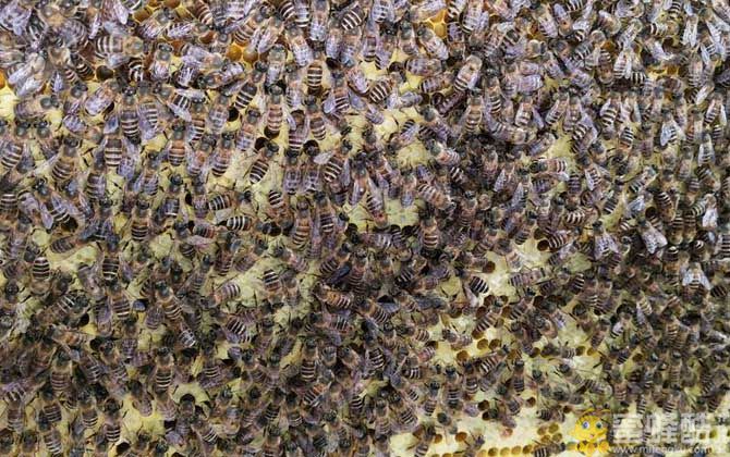 维持大群的中蜂品种 阿坝中蜂王是属于什么蜂？