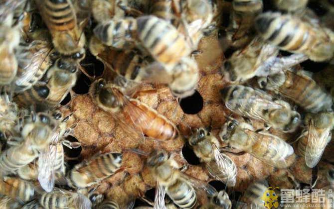 意蜂子脾能介入中蜂群里吗？(图1)