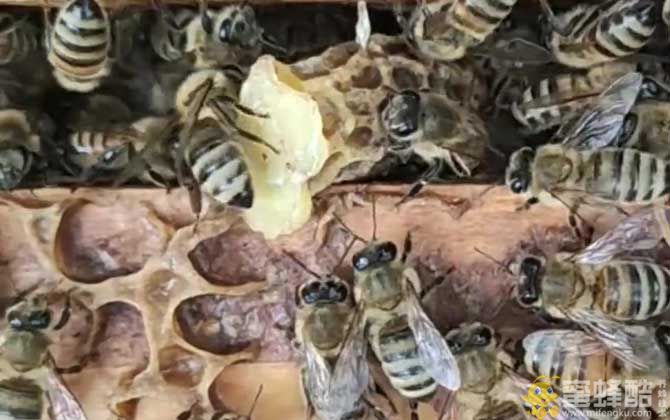 意蜂自然分蜂怎么办？(图1)