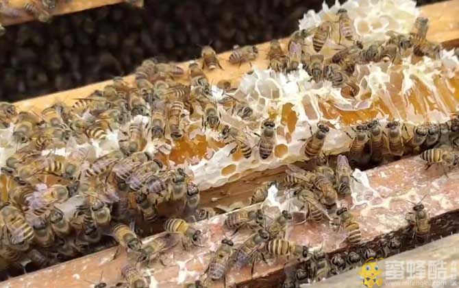 七种新手养蜂入门技术大全
