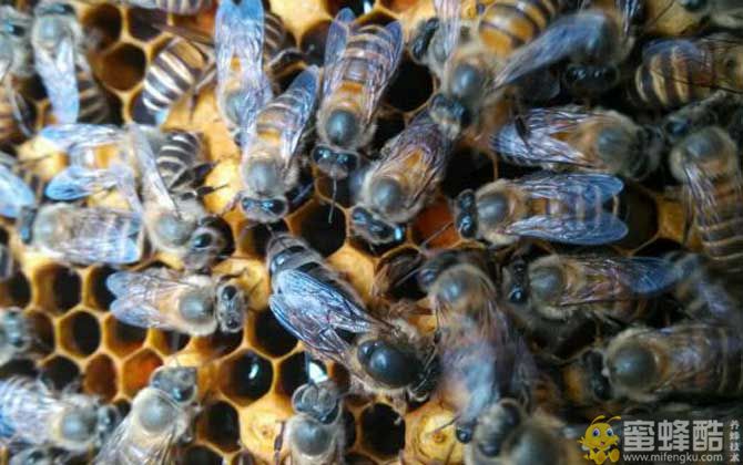 新手养什么蜂蜜比较好？