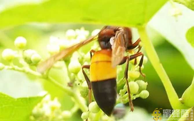黄腰虎头蜂是保护动物吗？(图3)