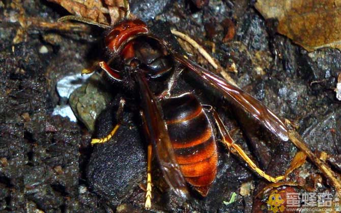 黄脚虎头蜂是什么蜂？