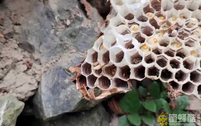 巨型虎头蜂蛰了会留下毒针吗？