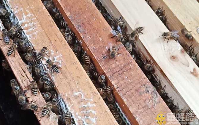 蜜蜂失王了怎么办？工蜂产卵能出蜂王吗？(图2)