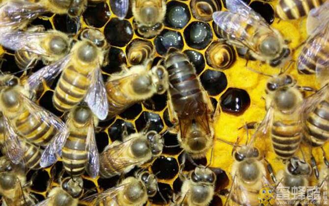 一团蜜蜂怎么找蜂王？如何快速找到蜂王