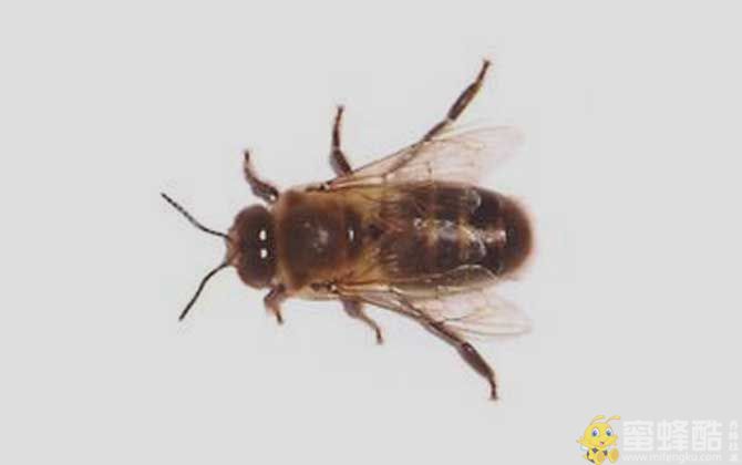 西方蜜蜂：塞内加尔蜜蜂的形态特征和生活习性