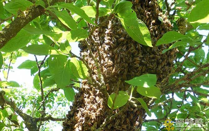 西方蜜蜂：海角蜜蜂的形态特征和生活习性