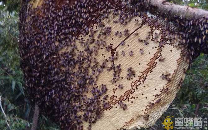 巨型蜜蜂：大蜜蜂的形态特征及生活习性  大蜜蜂是什么品种?(图3)