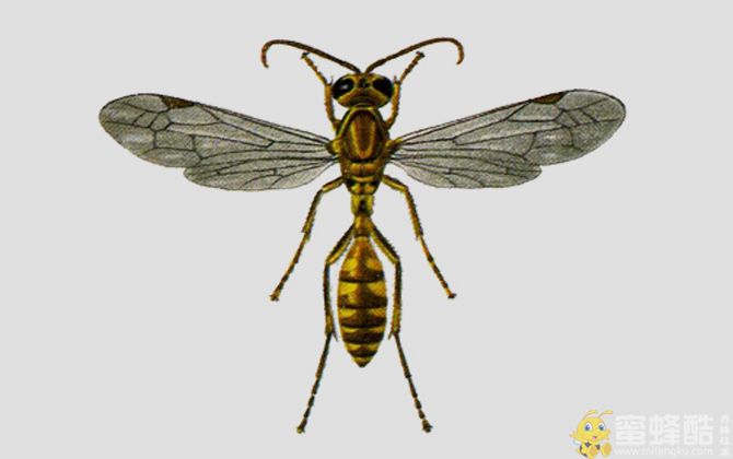 黄斑细脚胡蜂图片的生活习性